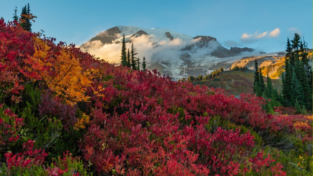 Red huckleberry in front of Mount Rainier in clouds, Washington State, USA