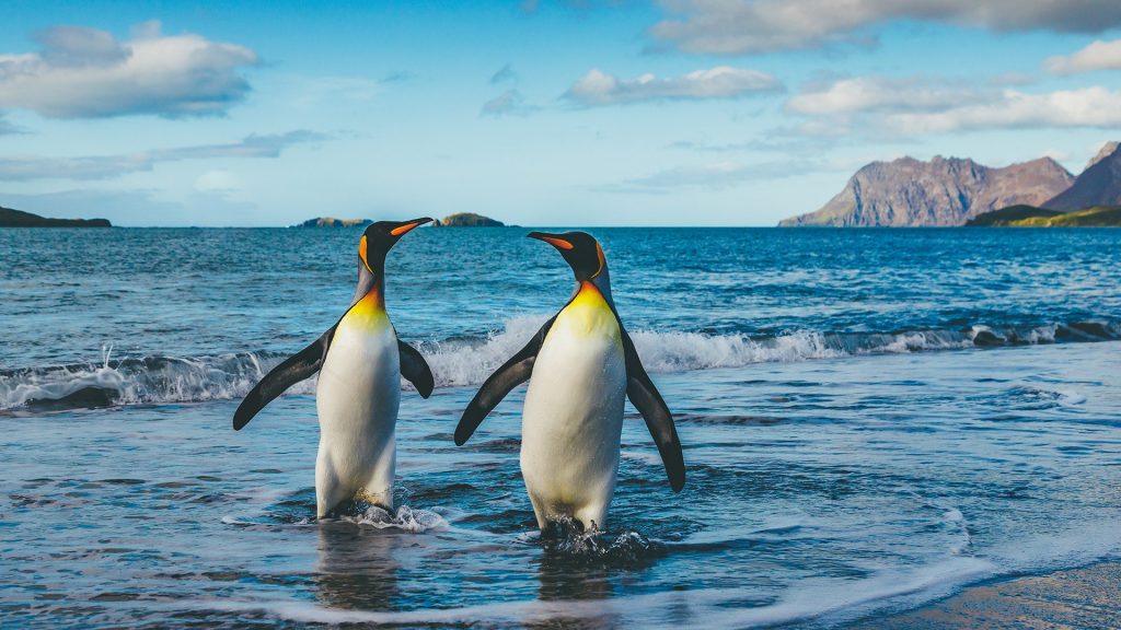 Seascape with king penguins at St. Andrews Bay, South Georgia Island