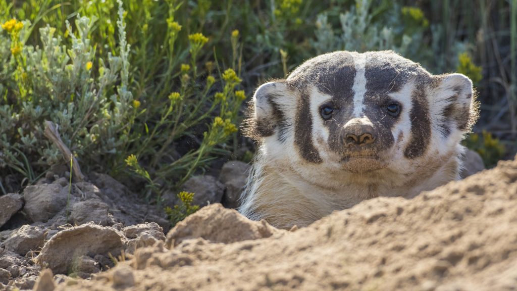 Badger with a sand covered face near burrow, Sublette County, Wyoming, USA