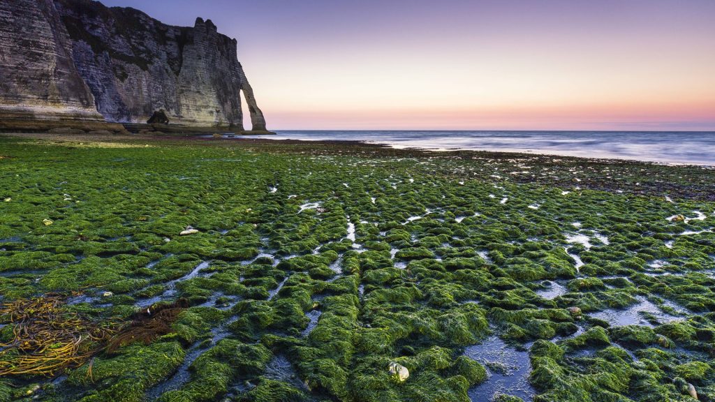 Green kelp covered beach at Porte d'Aval at dusk, Étretat, Seine-Maritime, Normandy, France