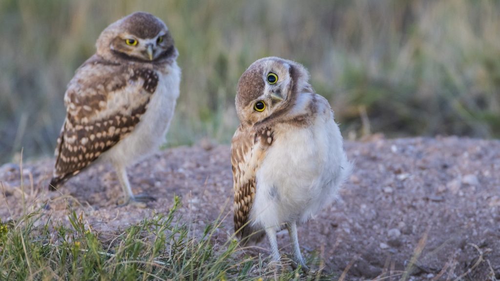 Young Burrowing owls at the edge of their natal burrow, Sublette County, Wyoming, USA