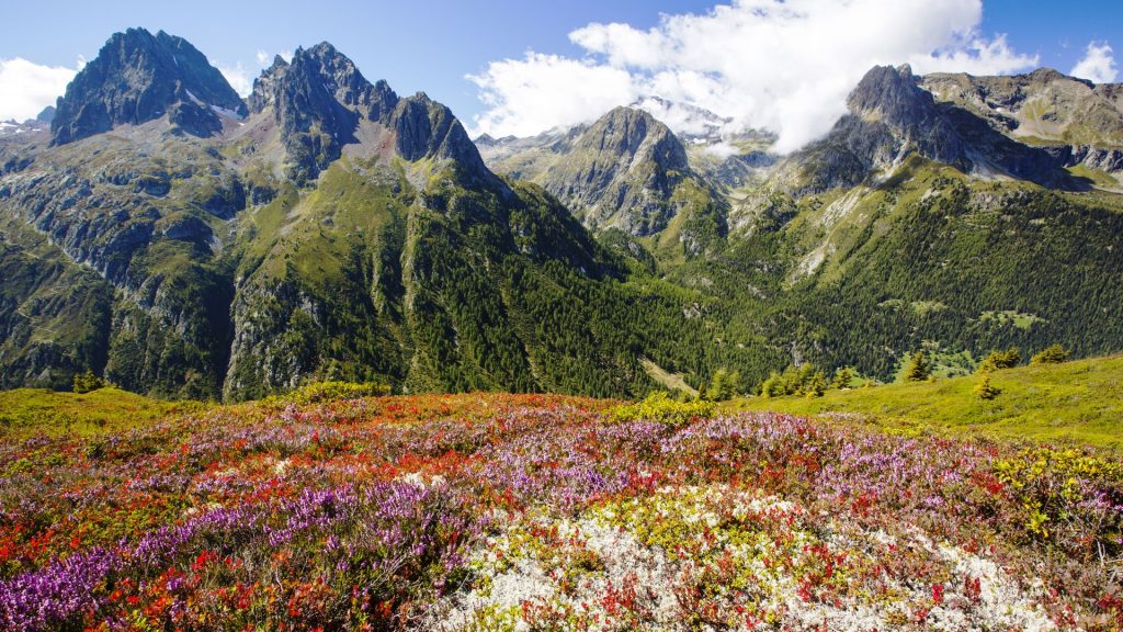 The Aiguille Rouge range from the Aiguillette des Posettes with Bilberry plants, Chamonix, France