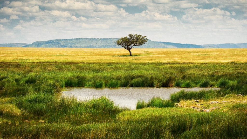 Landscape with single tree near a lake in Serengeti National Park, Tanzania