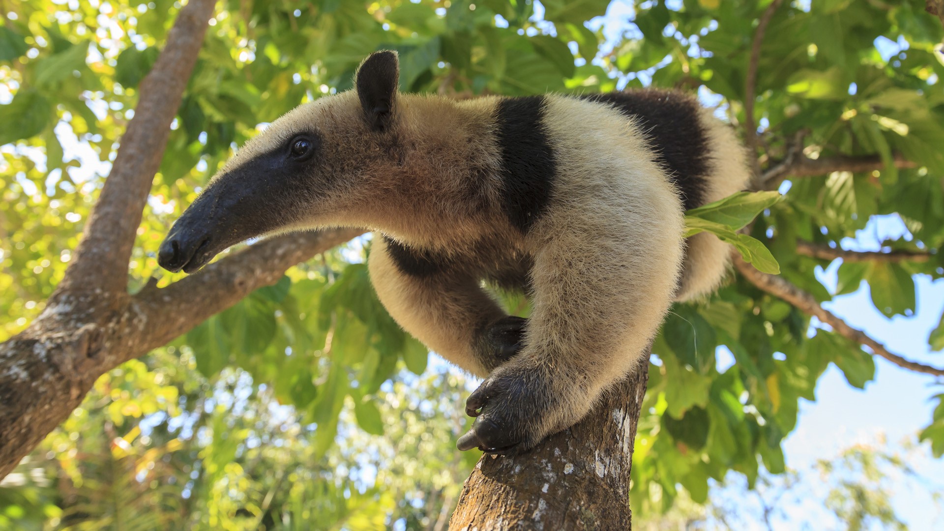 Anteater (Myrmecophaga tridactyla) at rehab center and forest preserve ...