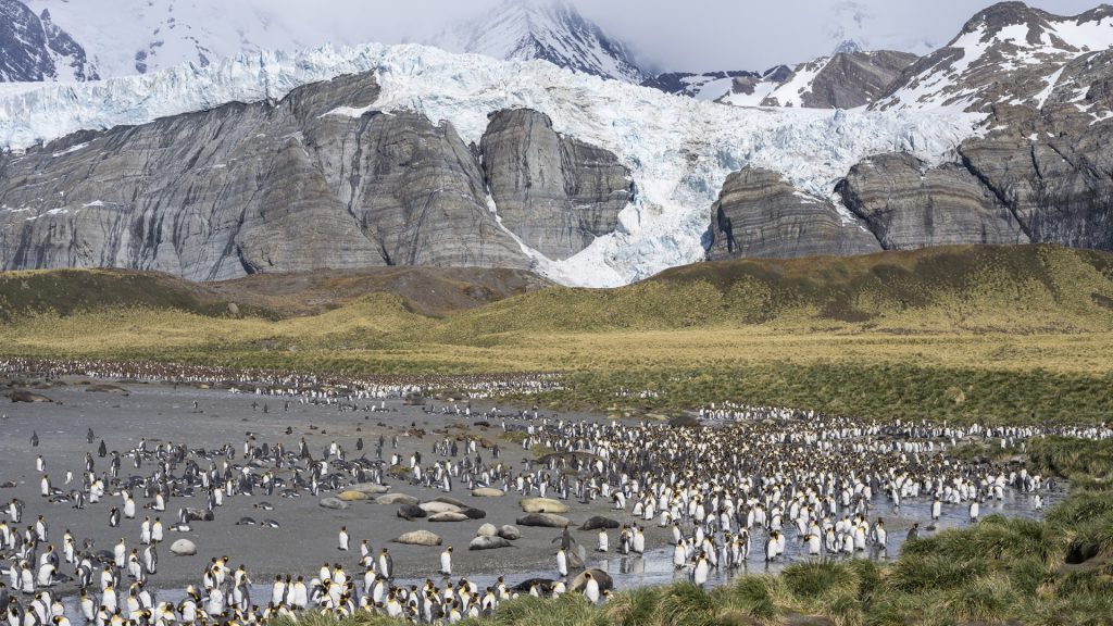 King Penguin (Aptenodytes patagonicus) rookery in Gold Harbour, South Georgia island, Antarctica