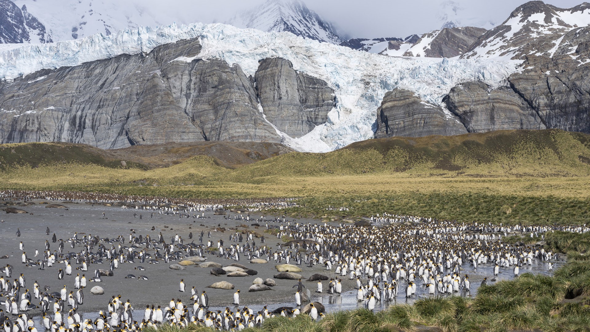 King Penguin Aptenodytes Patagonicus Rookery In Gold Harbour South Georgia Island Antarctica 