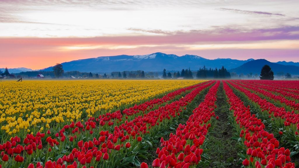 Colourful tulips in the large fields of Skagit Valley, Washington state, USA