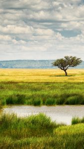 Landscape with single tree near a lake in Serengeti National Park ...