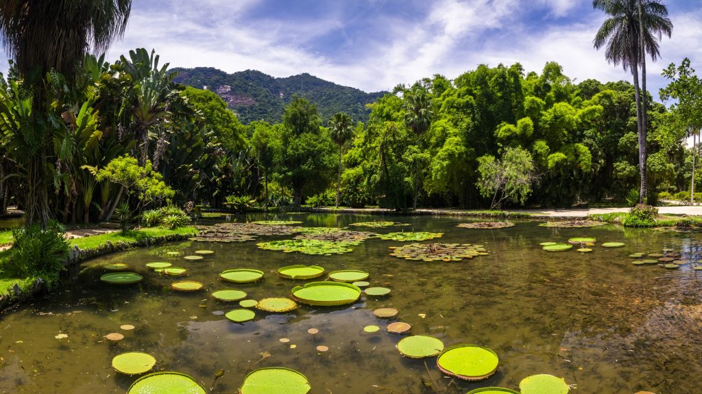 Giant Amazonian Victoria water lily pads in a pond in botanic gardens, Rio de Janeiro, Brazil