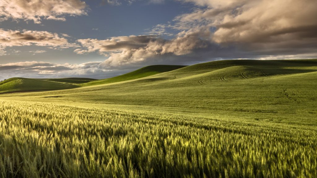 Rolling hills of wheat at sunrise, Palouse, Washington State, USA
