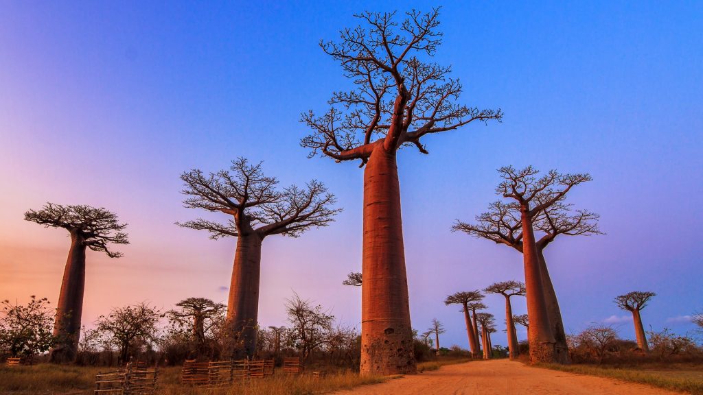 Beautiful Baobab trees after sunset at the avenue of the baobabs, Menabe, Madagascar