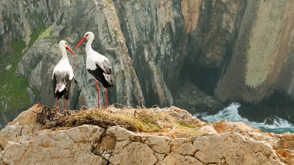 Couple of white storks (Ciconia ciconia) on nest, Coast Natural Park in Algarve, Portugal