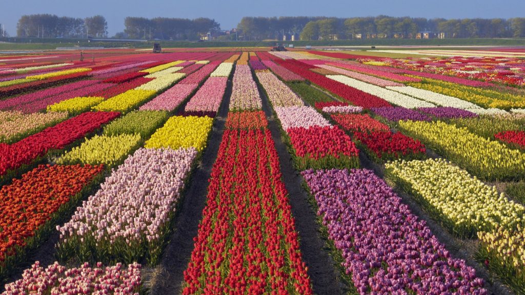 Flowers field of multicolored tulips, Alkmaar, North Holland, Netherlands