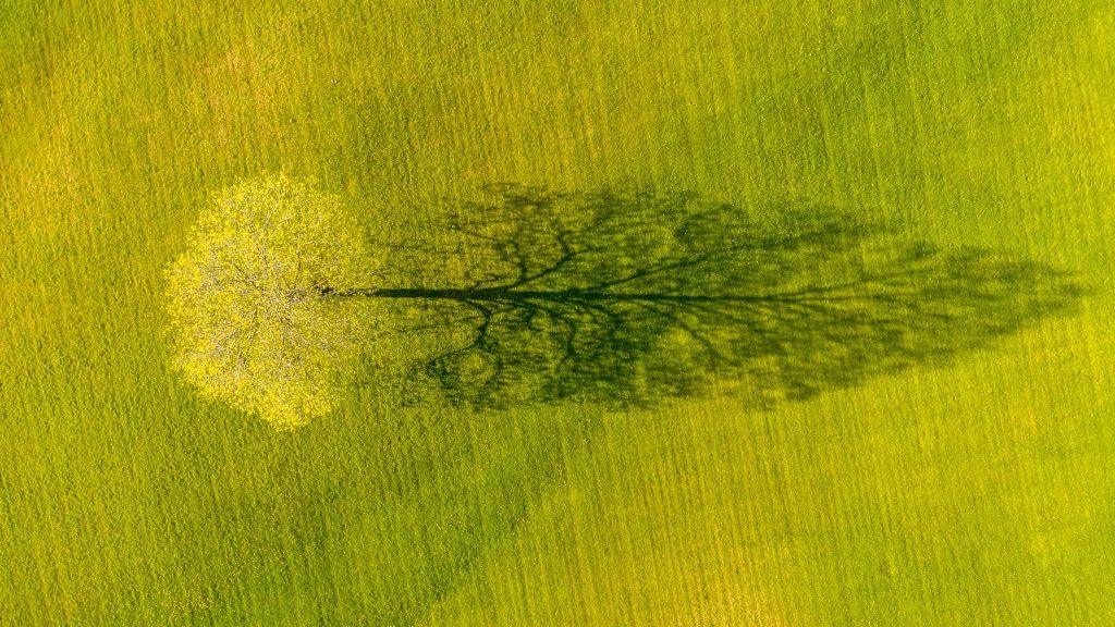 Shadow of a maple tree in spring in Weybridge, Vermont, USA