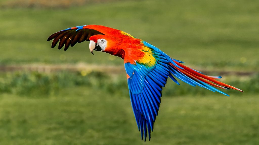 Close-up of scarlet macaw flying in mid-air