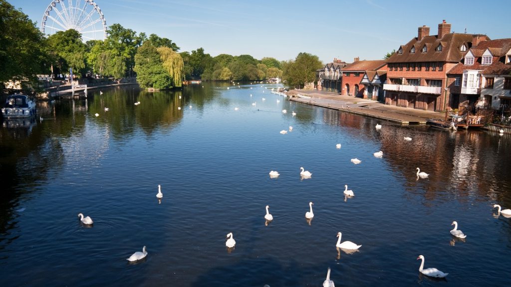 Swans on the River Thames between Windsor and Eton, Berkshire, England, UK