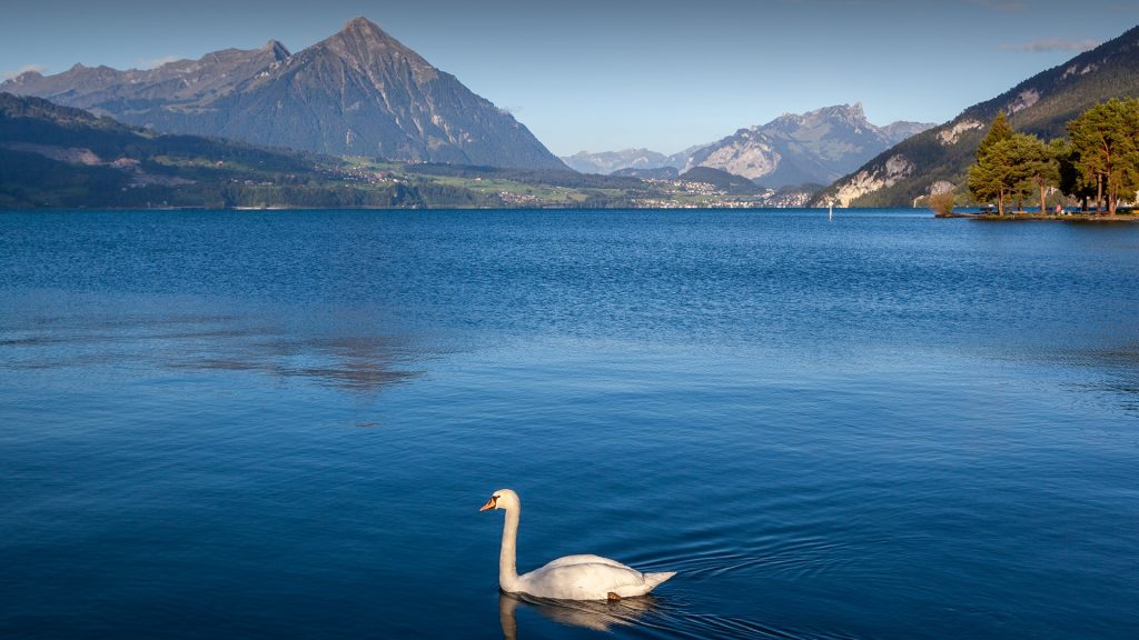 Swan in the Lake Thun (Thunersee), Bernese Oberland, Switzerland