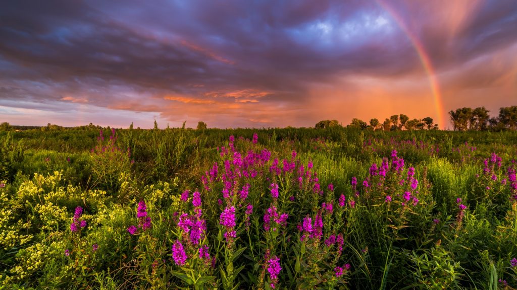Summer landscape with rainbow at sunset over wildflowers, Baryshevka, Ukraine