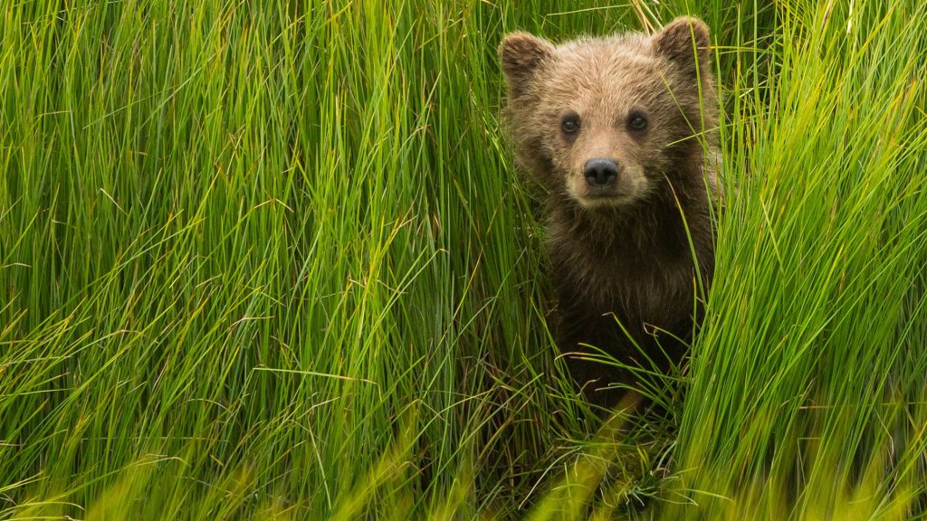 Brown bear cub hiding in grass, Lake Clark National Park, Alaska, USA