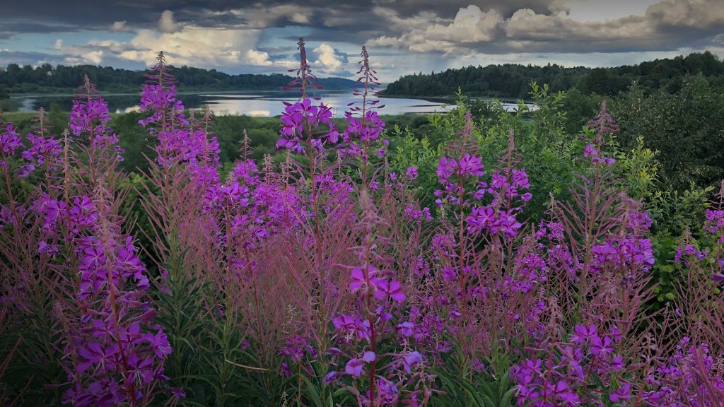 Summer landscape with a river and cloudy sky behind blooming Chamerion angustifolium, Russia