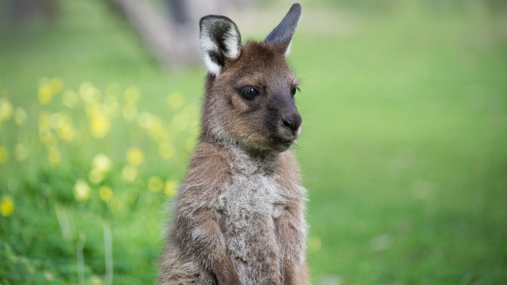 Joey kangaroo, Australia