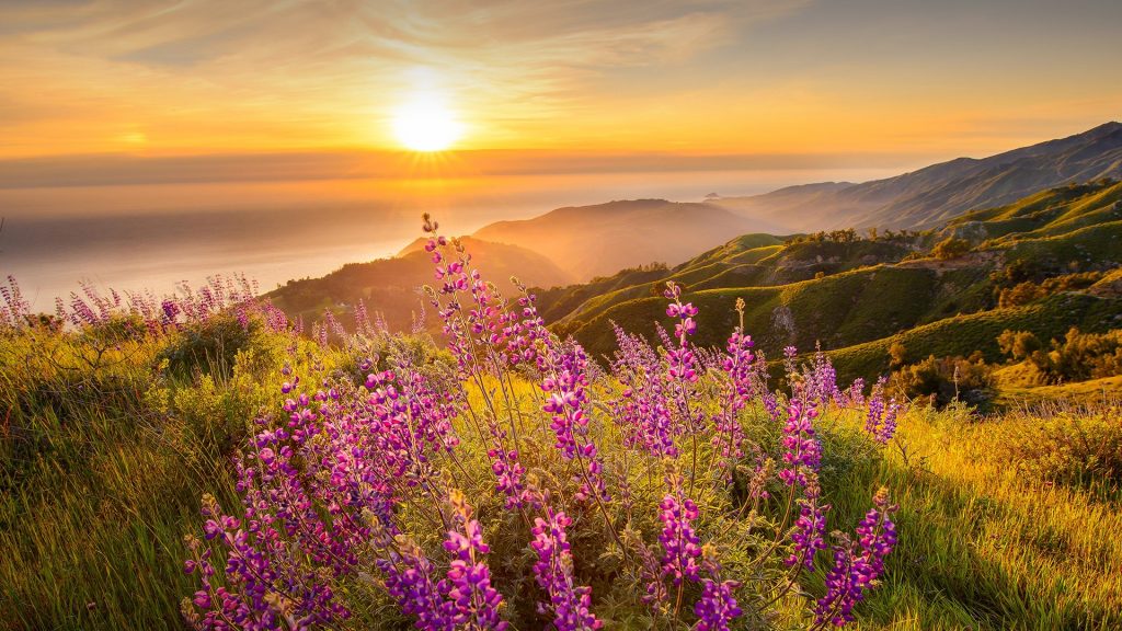 Lupines at a mountain top at spring sunset, Big Sur, Califormia, USA