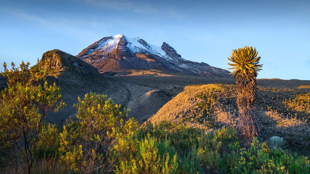 Volcano Tolima with vegetation frailejones (Espeletia), Los Nevados National Park, Colombia