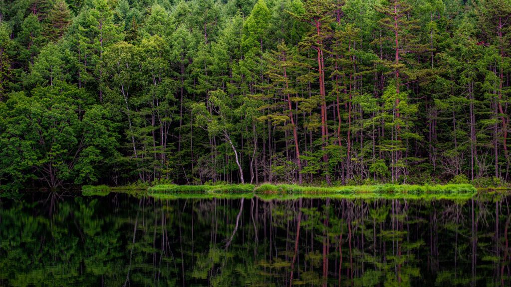 Lush forest reflecting in Mishakaike Pond, Chino, Tateshina, Nagano, Japan