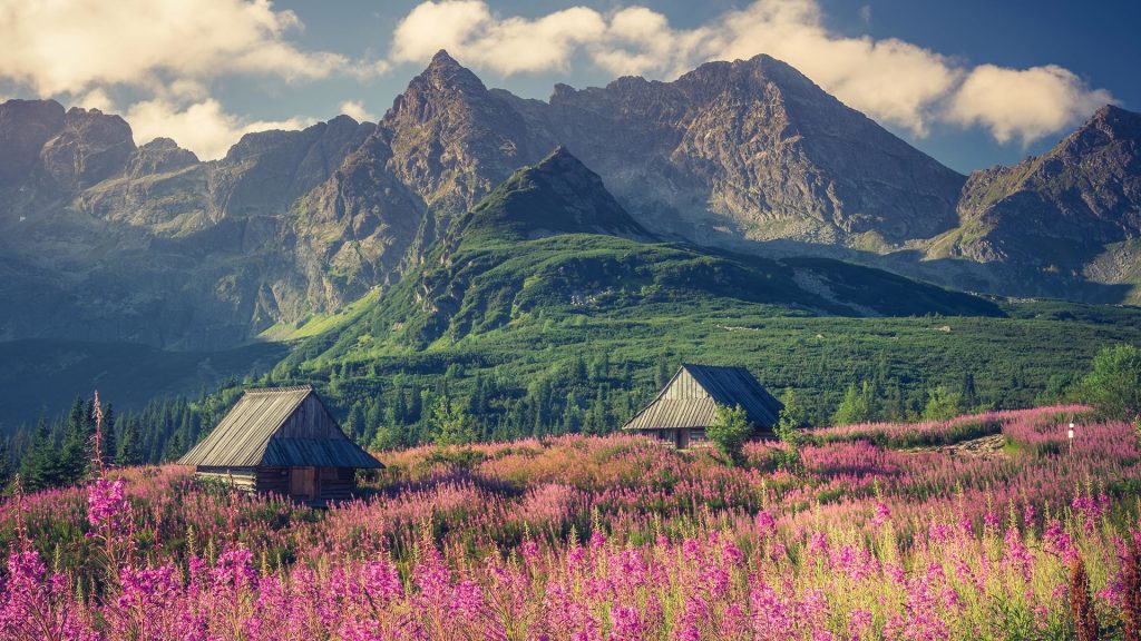 Flowers and cottages in Gasienicowa valley (Hala Gasienicowa) at summer, Tatra mountains, Poland