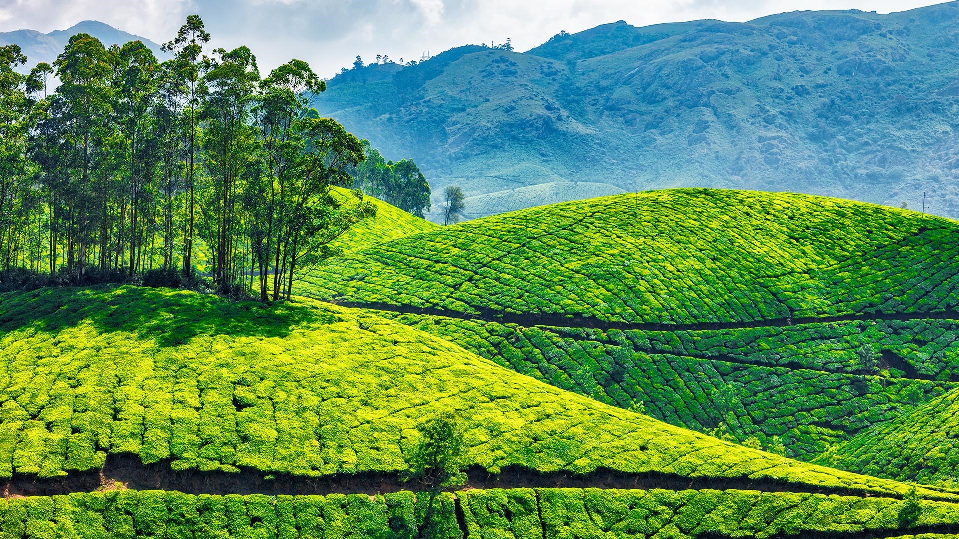 Memories of Munnar: A childhood in a tea garden - The Hindu