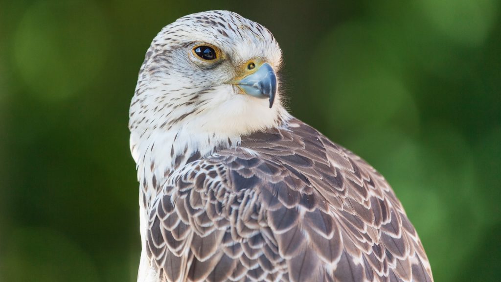 Saker Falcon (Falco cherrug) at the Falconry of Hohenaschau Castle, Aschau in Chiemgau, Bavaria, Germany