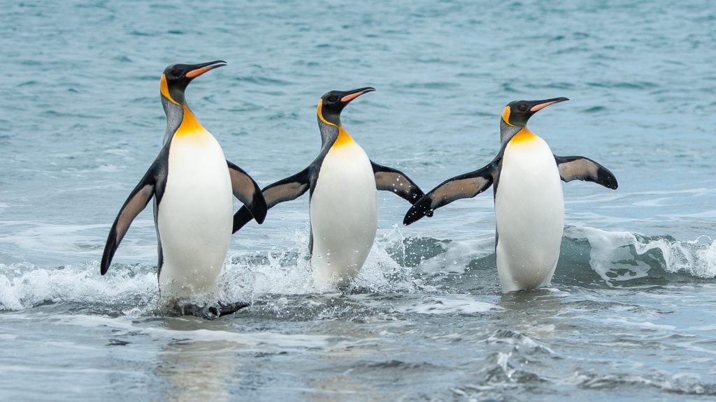 Three King Penguins in the sea on a beach in South Georgia, Antarctica