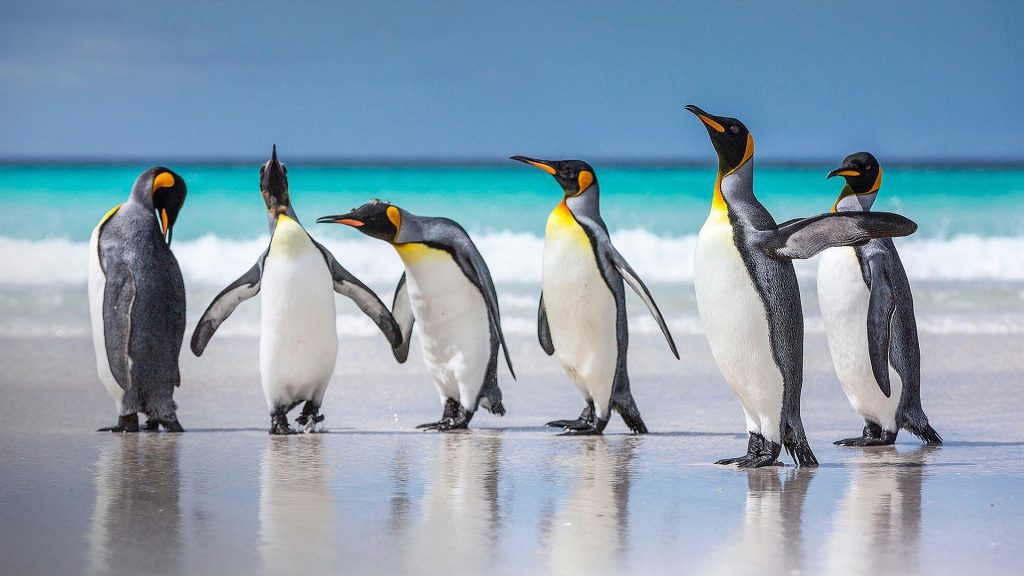 Penguins at beach against sky, Falkland Islands
