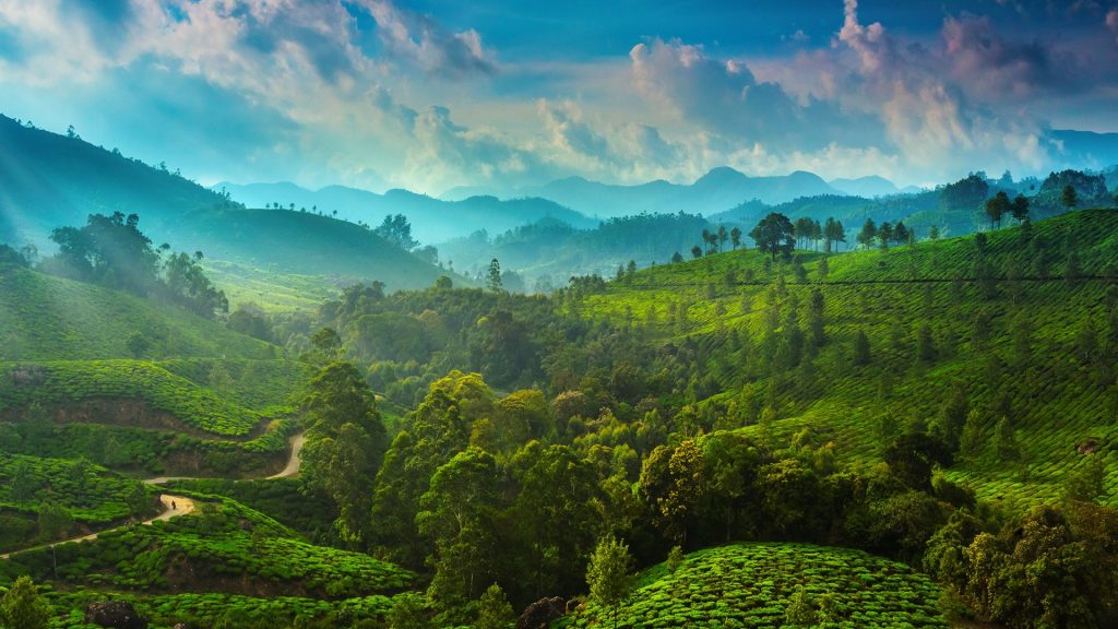 Tea plantations in the surroundings of Munnar, Kerala, India