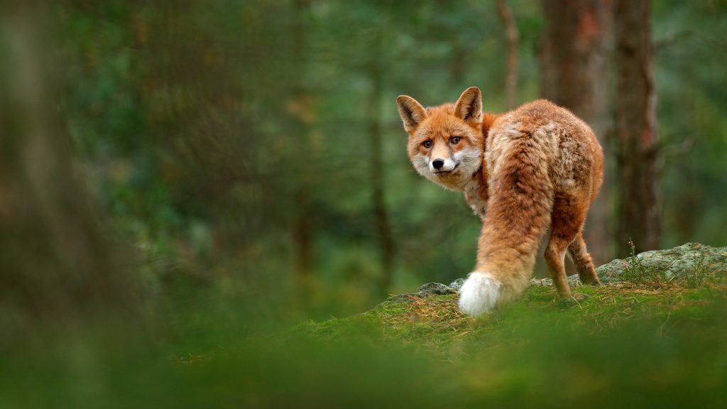 Red fox (Vulpes vulpes) in green forest, Germany