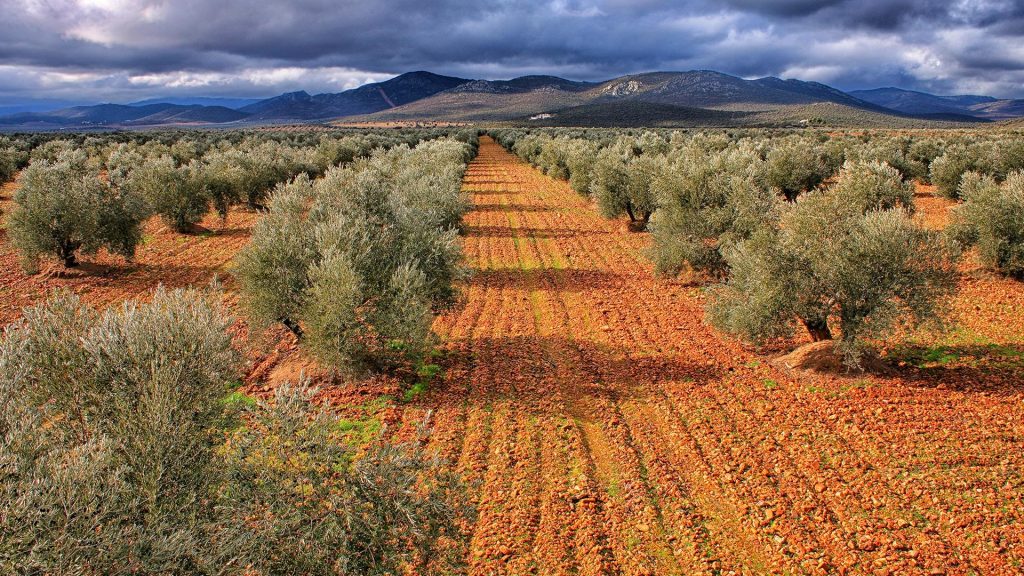 Olive groves around the National Park Coldstream Tables, Ciudad Real, Castilla la Mancha, Spain
