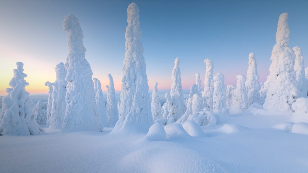 Trees covered with snow at dawn, Riisitunturi National Park, Posio, Lapland, Finland