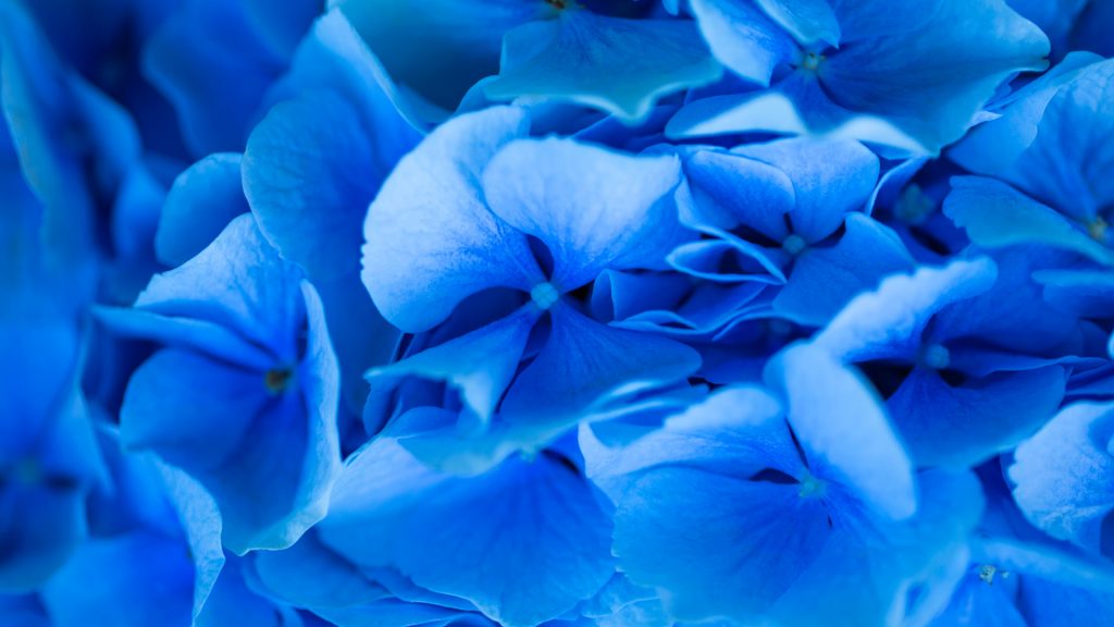 Background made of hydrangea flower, summer and spring vibe, extreme close-up, USA