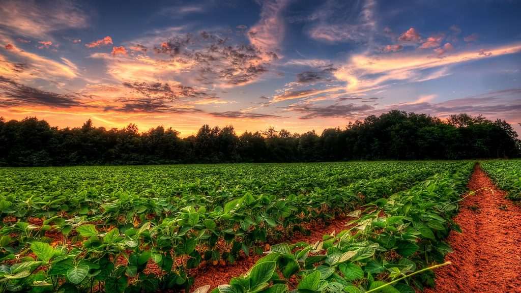 Sunset sky over a soybean farm field, Murfreesboro, Tennessee, USA