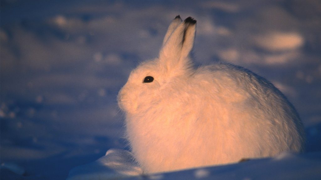 Arctic hare in winter