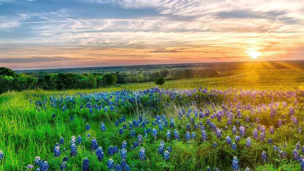 Bluebonnets at sunset along Sugar Ridge Road in Ennis, Texas, USA