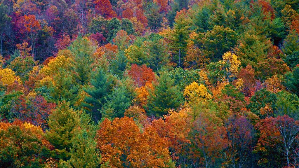 Fall colors on the side of a mountain near the Blue Ridge Parkway, Asheville, North Carolina, USA