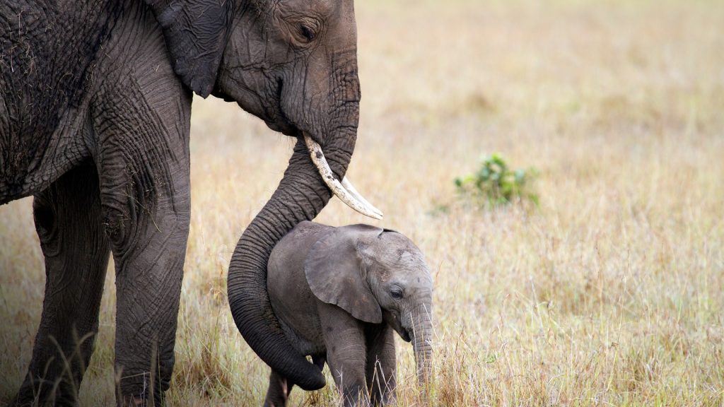 Elephant mother with her young child, Masai Mara National Park, Kenya