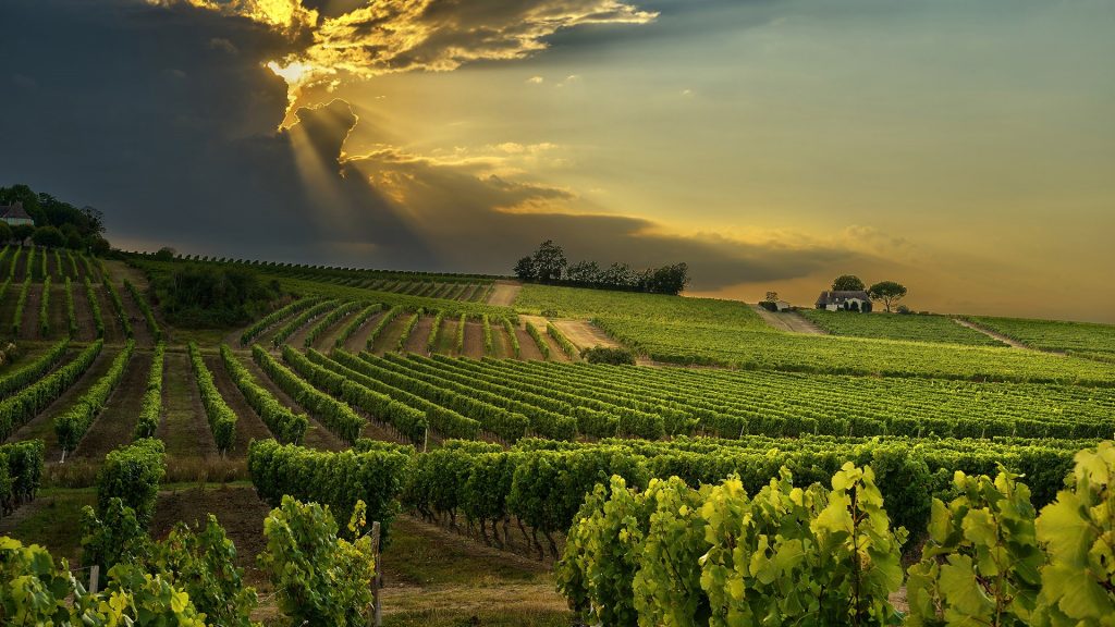 Sunset over the vineyards, Bergerac, Dordogne, Aquitaine, South of France