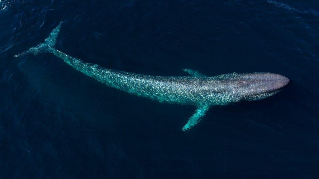 A blue whale swims under the surface in Monterey Bay, California, USA