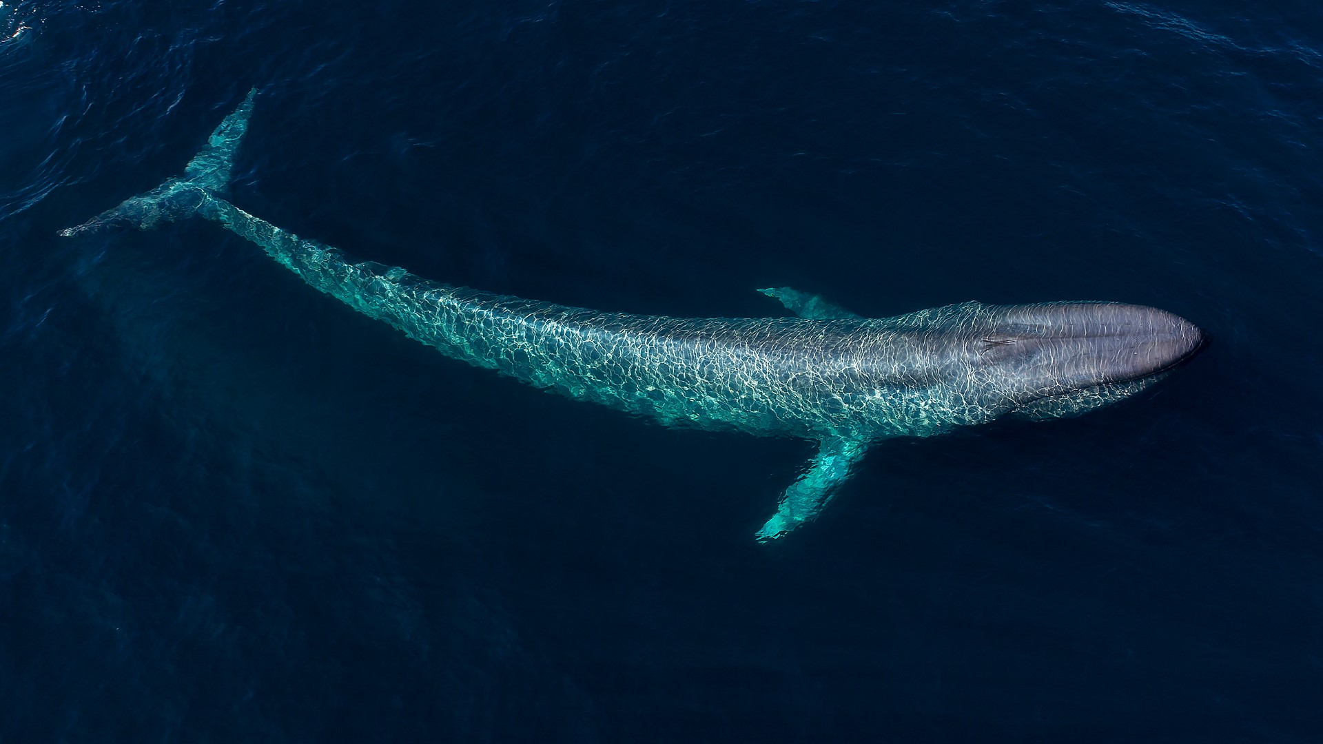 A blue whale swims under the surface in Monterey Bay, California, USA ...