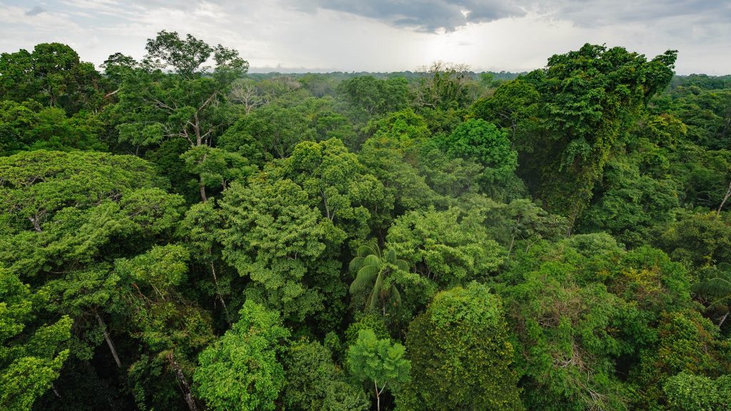 Peruvian Amazon rainforest in Tambopata National Reserve, Madre de Dios, Peru
