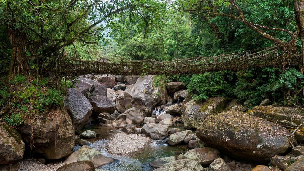 Ritymmen bridge is the longest living root bridge in Meghalaya in India