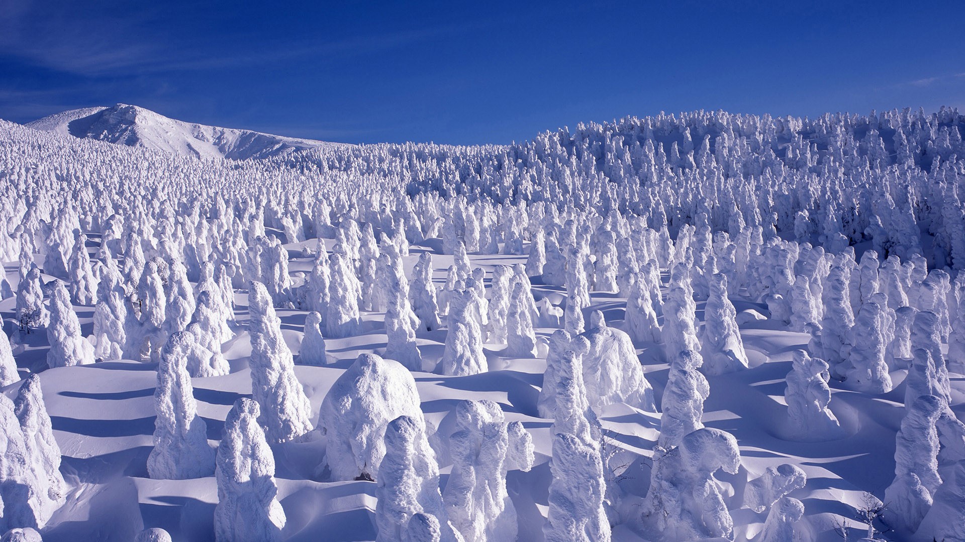 Winter Landscape With Snow Covered Trees At Mount Za Yamagata 