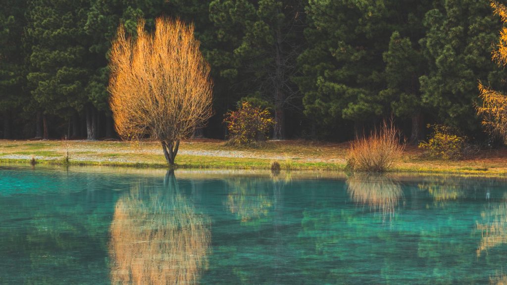 Green pools with autumn coloured pine trees, Twizel, Lake Pukaki, South Island, New Zealand
